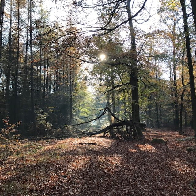 Peace of Mind coaching van Kim Voets landgoed Ockenburgh Peace of Mind coaching van Kim Voets landgoed Ockenburgh